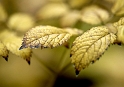 Blatt Herbst_DDB6837 Kopie.jpg   26.04